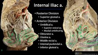 Pelvic Vasculature M1 Perineum SDV [upl. by Esnohpla]