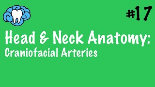 Head amp Neck Anatomy  Craniofacial Arteries  INBDE [upl. by Ainerbas605]