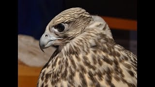 Falconry Intro to Gyr falcons [upl. by Merwin]