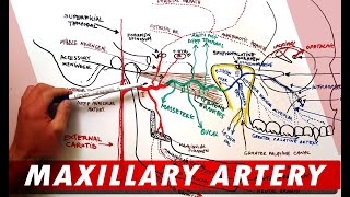 MAXILLARY ARTERY and its Branches  Anatomy Tutorial [upl. by Assilav856]