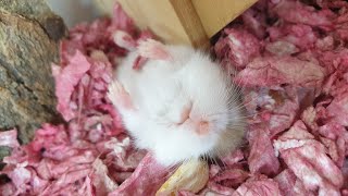 Cute Sleepwalking Baby Roborovski Hamster  JiJu Hamster [upl. by Uos]