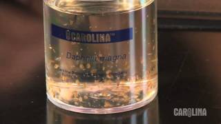 How to Care for Daphnia [upl. by Acherman703]