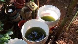 How to grow Green Water Algae [upl. by Pihc]