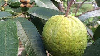 Growing Guava ‘Ruby Supreme’ in a Container [upl. by Aym]