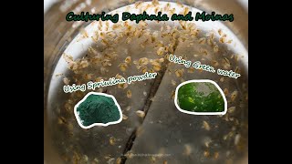 How To Culture Daphnia and Moinas using Green Water Spirulina powder [upl. by Babita726]