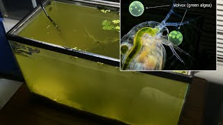 Raising Daphnia for the Freshwater Aquarium [upl. by Retsehc520]