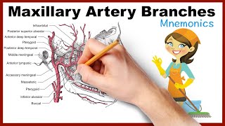 Maxillary Artery Branches Mnemonics [upl. by Aroda]