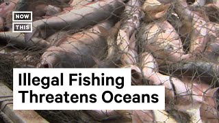 How Illegal Fishing Harms Marine Ecosystems [upl. by Nyledaj]