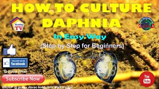 HOW TO CULTURE DAPHNIA In Easy Way [upl. by Syhr]