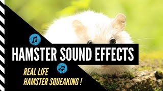 Hamster Sound Effects Real Hamster Sound Effects Hamster Squeaking Sound [upl. by Amin158]