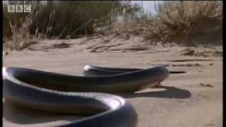 How snakes move amp run  Serpent  BBC Animals [upl. by Nwahshar152]