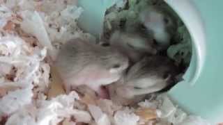 Roborovski hamster pups [upl. by Goldia59]